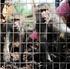 Primatenforschung in Deutschland: Fragestellungen, Tierschutz und rechtliche Einschränkungen