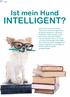 INTELLIGENT? Ist mein Hund