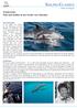 SAILING-CLASSICS. Törnbericht: Wale und Delfine in der Straße von Gibraltar. ... mehr als Segeln