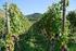 Weinbau in Baden-Württemberg: Vielfalt im Anbau und im Glas