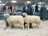 Zuchtbericht der Bayerischen Herdbuchgesellschaft für Schafzucht
