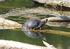 Zum Vorkommen von allochthonen Wasserschildkröten im Bundesland Salzburg