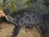 Die heimische Europäische Sumpfschildkröte (Emys orbicularis) und die zunehmende Problematik durch illegal ausgesetzte Rotwangen-Schmuckschildkröten