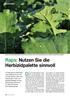Raps: Nutzen Sie die Herbizidpalette sinnvoll
