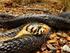 Die Schlangenfauna des Comoe-N ationalparks, Elfenbeinküste: Ergänzungen und Ausblick