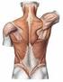 Schultergürtelmuskeln