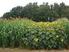 Sortenversuche mit Mais, Hirse und Sonnenblumen im Zweitfruchtanbau nach Roggen-GPS Landwirtschaftskammer NRW 2007 bis 2010