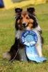 Körungen 2008, Sheltie, Rüden