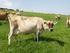 Müssen die Milchkühe auf der Weide beigefüttert werden?