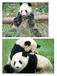 Der Grosse Panda. Vortragsdossier des WWF Schweiz