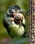 Brutverbreitung und Bestandsentwicklung des Bienenfressers (Merops apiaster) am südlichen Oberrhein im Zeitraum 1990 bis 2009