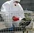 Zum Risiko der Übertragung des Vogelgrippevirus über Trinkwasser