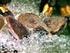 Die Flussperlmuschel auf der Roten Liste; ökotoxikologische Ursachen-Analyse