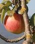 Sekundäre Pflanzenstoffe: Bioaktive Substanzen aus Obst und Gemüse in der Krebsprävention