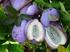 Akebia quinata eine wenig bekannte Fruchtpflanze