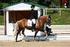 Haflinger Europachampionat 2009 Allgemeines