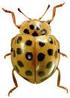 Die solitären Faltenwespen der Peloponnes (Hymenoptera: Vespidae: Raphiglossinae, Eumeninae) 2. Teil