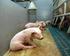 Fütterungsversuche mit Schweinen Versuchsberichte 2010 aus Schwarzenau. LfL-Information