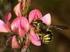 Landesbiologentag Wildbienen Bestäuber ohne Lobby? Ehrung der Karl-von-Frisch-Preisträgerinnen und -Preisträger