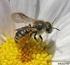 Rote Liste gefährdeter Bienen (Hymenoptera: Apidae) Bayerns