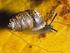 Ein Nachweis der Genabelten Puppenschnecke, Lauria cylindracea (DA COSTA 1778), für Hessen (Gastropoda: Stylommatophora: Lauriidae)