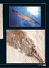 GEOLOGIE UND PALÄONTOLOGIE. Weitere fossile Seenadelreste aus dem Obermiozän der Insel Kreta (Griechenland)