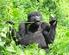 Uganda Sonderreise. Mitglieder des Berggorilla & Regenwald Direkthilfe e.v. Uganda: Berggorillas & Safari Reisezeit: Mai 2018