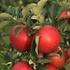 Tafeläpfel aus Deutschland, Santana, Wellant od. Holsteiner Cox. Lieken Kraftvolles 750 g Stück, 1 kg = 1,32 GESPART 0,90