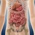 Anatomie des Bauchraumes (Abdomen)
