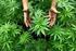 Legalisierung von Cannabis. Legalisierung von Cannabis. Eine Studie im Auftrag vom Deutschen Hanf Verband (DHV)