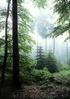 Grundsätze für die Pflege der Baumarten: im Landeswald Mecklenburg-Vorpommern