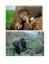 WWF Anti-Wilderei Kampagne für Elefanten und Nashörner