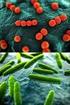 Die Entwicklungsstufen von den Prokaryoten bis zum Säugetier anhand einiger Beispiele