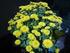CHRYSANTHEMEN JUNGPFLANZEN. Chrysanthemum grandiflorum. Drager Str Winsen/L. Telefon: Telefax: