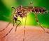 Aedes albopictus in Deutschland. Aktionsplan für den Umgang mit der Asiatischen Tigermücke