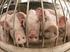 Fleischproduktion und Tierschutz? Alternativen zur betäubungslosen Ferkelkastration