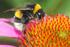 Gehölze für Bienen und andere Hautflügler