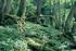 9180 * Schlucht- und Hangmischwälder Tilio-Acerion * Prioritär zu schützender Lebensraum