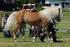 ZUCHTBUCHORDNUNG des Österreichischen Zuchtverbandes für Ponies, Kleinpferde und Spezialrassen