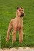 IRISCHER TERRIER (Irish Terrier)