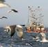 Beurteilung der Fischbestände in Nordatlantik, Nord- und Ostsee