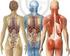 Respirationstrakt Anatomie/ Physiologie
