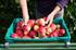 Rückstände von Schädlingsbekämpfungsmitteln bei Obst und Gemüse aus Wiener Supermärkten und Märkten