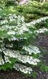 Viburnum spp. Winterblühende Schneebälle (Caprifoliaceae)
