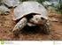 Braune Waldschildkröte (Indische Waldschildkröte): Manouria emys phayrei von Martin Fahz