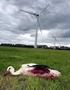 Tierökologische Abstandskriterien für die Errichtung von Windenergieanlagen in Brandenburg (TAK) Stand