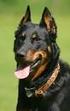 ÖSTERREICHISCHER CLUB FÜR BEAUCERON