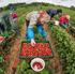 Anbau und Ernte von Obst in Thüringen