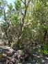 Paul Baumheide. Baumheide (Erica arborea) ist eine baumartig wachsende Pflanzenart Gattung: Heidekraut (Erica)