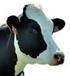 Verordnung zum Schutz gegen die Salmonellose der Rinder (Rinder-Salmonellose-Verordnung)